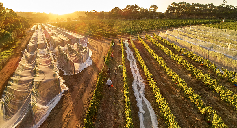 Moss Wood vineyard bird's eye view